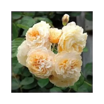 ROSA x Buff Beauty