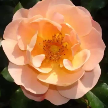 ROSA x Calizia