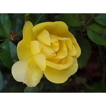 ROSA x Celina