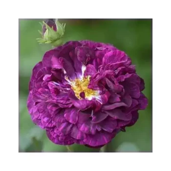ROSA x Charmant