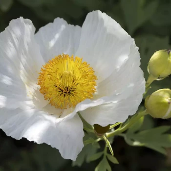 ROMNEYA coulteri