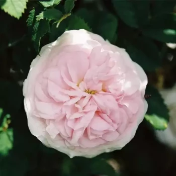 ROSA x Cuisse