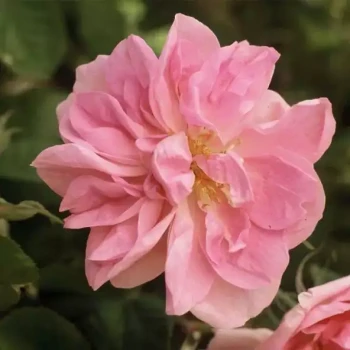 ROSA x damascena