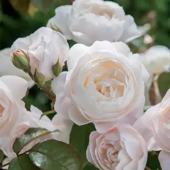 ROSA x Desdemona