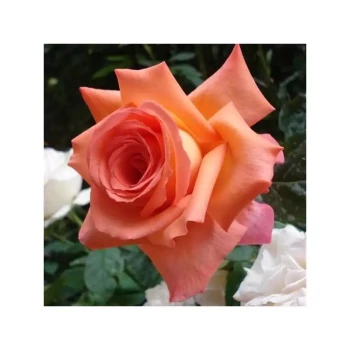 ROSA x Eclat de Haute Bretagne