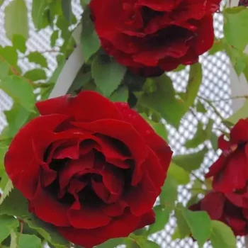 ROSA x Etoile de Hollande