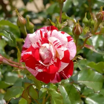 ROSA x Excentrique