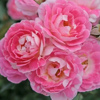 ROSA x Flirt 2011