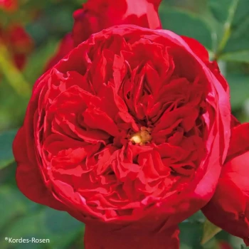 ROSA x Florentina