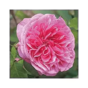 ROSA x Gertrude Jekyll
