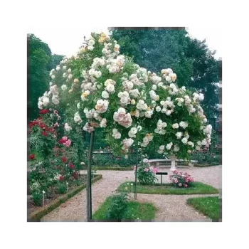 ROSA x Ghislaine de Féligonde