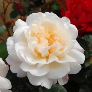ROSA x Gruss an Aachen