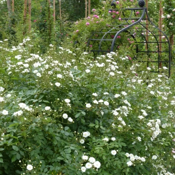 ROSA x Guirlande d’Amour
