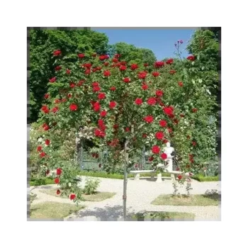 ROSA x Guirlande Fleurie