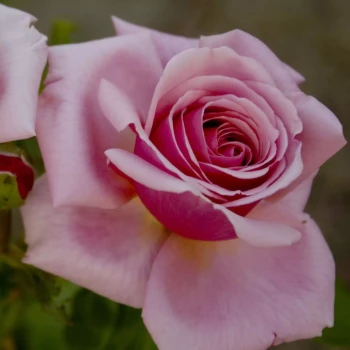 ROSA x Harlow Carr