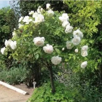 ROSA x Iceberg