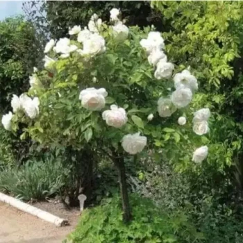 ROSA x Iceberg