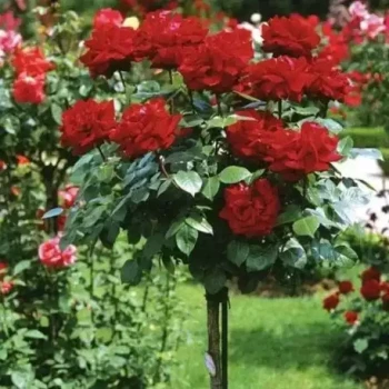 ROSA x Ingrid Bergman