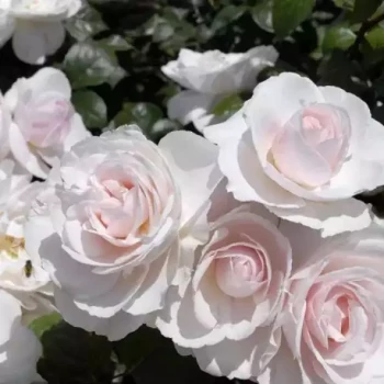 ROSA x Jardin de Granville