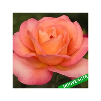ROSA x Jazz Festival