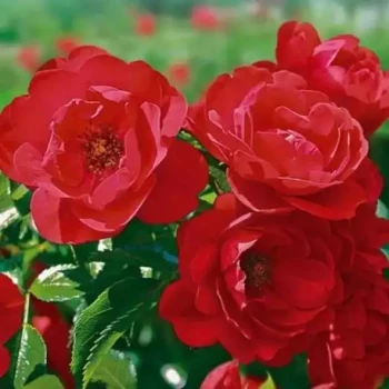 ROSA x Kadora
