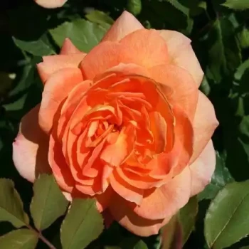 ROSA x Lady of Shalott