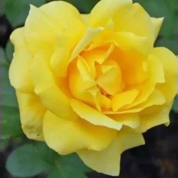 ROSA x Landora