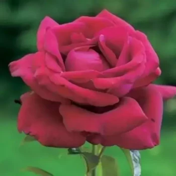 ROSA x Le Grand Huit
