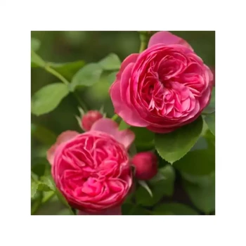 ROSA x Leonard de Vinci