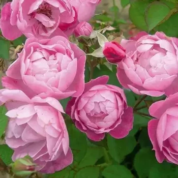 ROSA x l'Herbe Folle