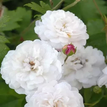 ROSA x Little White Pet