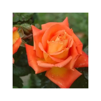 ROSA x Louis de Funès
