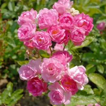 ROSA x Maman Turbat