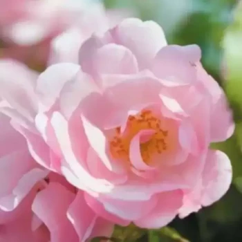 ROSA x Mareva
