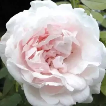 ROSA x Mme Alfred Carrière