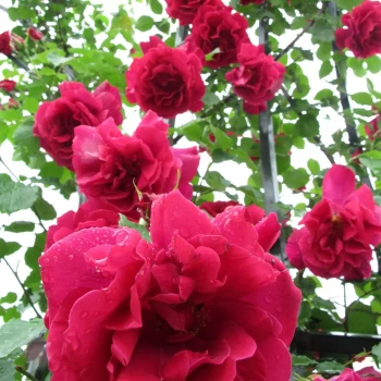 ROSA x Mme Antoine Meilland