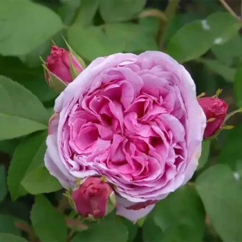 ROSA x Mme Boll