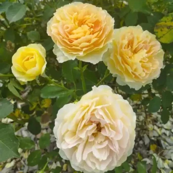 ROSA x Molineux