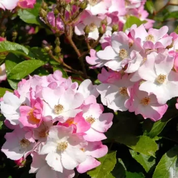 ROSA x moschata Ballerina