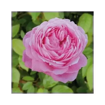 ROSA x Mrs John Laing