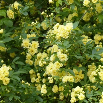 ROSA x Neige d’Ete