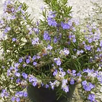 ROSMARINUS officinalis Corsican Blue
