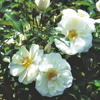 ROSA x Opalia Grimpant