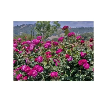 ROSA x Outta the Blue