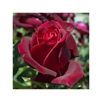 ROSA x Papa Meilland Meicesar