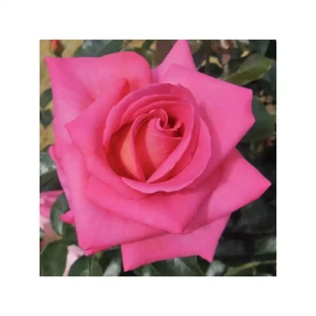 ROSA x Parfum Royal