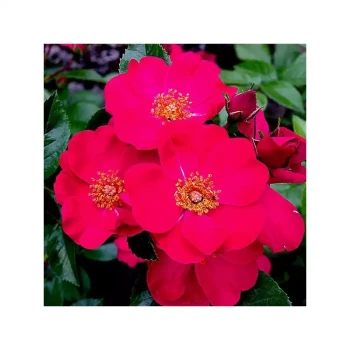ROSA x Pink Flash