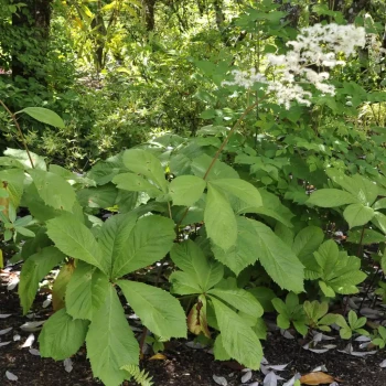 RODGERSIA pinnata