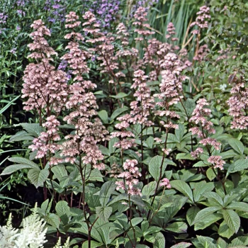 RODGERSIA podophylla
