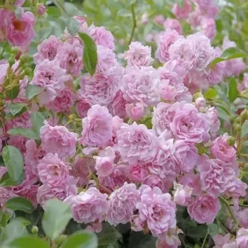 ROSA x polyantha The Fairy White